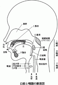口腔と咽頭の断面図